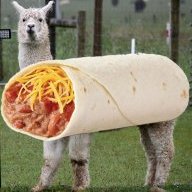 Alpacaburito